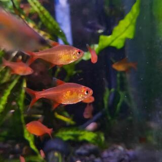 Red Cherry Tetra