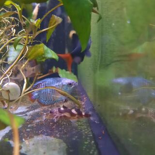 Decorated Synodontis