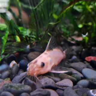 False upside down catfish Gold