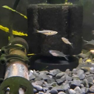 Dadio Orange Hatchet fish