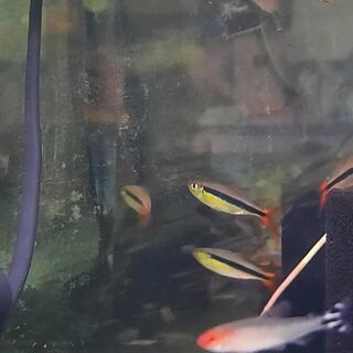 Red Tail Penguin Tetra