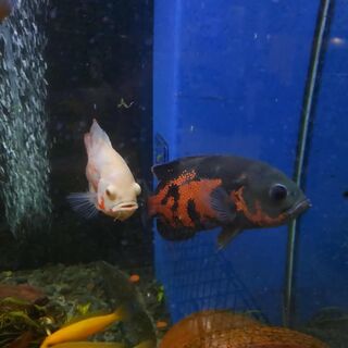 large Red Oscar