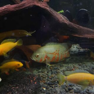 large Albino Tiger Oscar