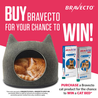 WIN A CAT BED WITH BRAVECTO CAT PRODUCTS