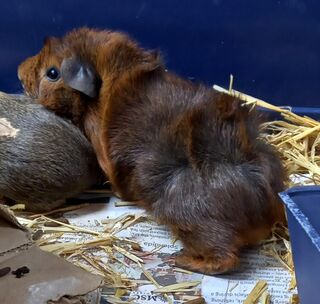 Guinea Pigs Care Sheet