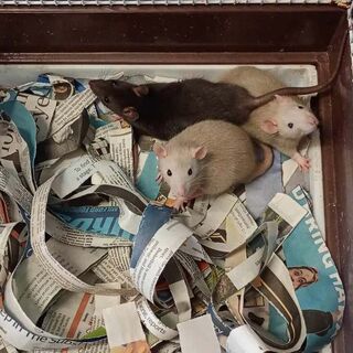 Rat Care Sheet