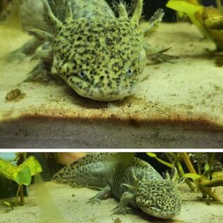Axolotl Care Sheet
