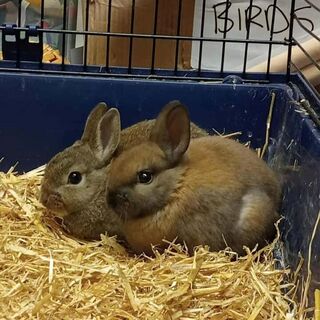 Rabbit Care Sheet