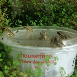 Whistling Tree Tadpoles and Frogs Care Sheet