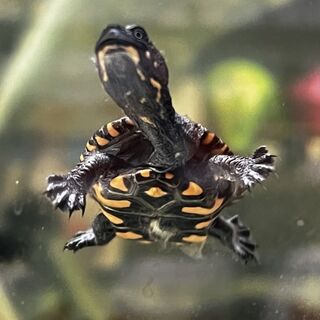 Snake Neck Turtles Care Sheet