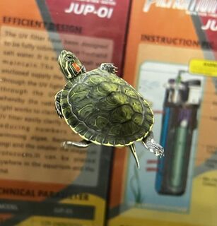 Red-Eared Slider Turtles Care Sheet