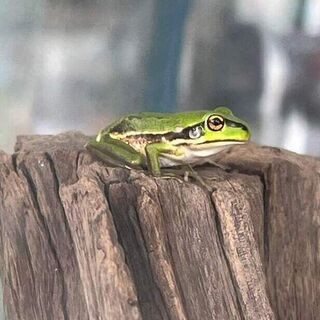 Green and Golden Bell Tadpoles and Frogs Care Sheet