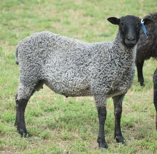 Rams for Sale, Tawhai Gotland Sheep Stud