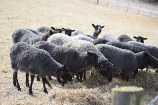 Gotland ewes for sale