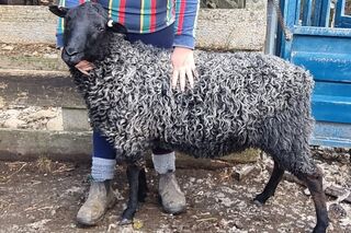 Top Gotland rams for sale with imported genetics 2 tooth
