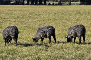 Gotland ewe hoggets with imported genetics