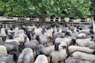 Gotland (Dry) ewes for sale