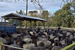Inlamb Gotland ewes