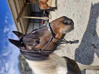 Rope Halter with beaded nose band