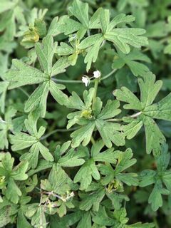 Doves-Foot Cranesbill