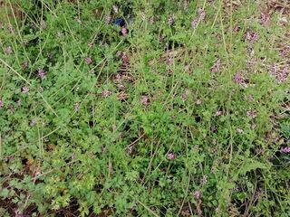 Fumitory - a very handy little 'weed'!