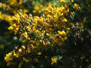 Traditional Herbal uses for Gorse