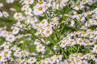 Difference between German and Roman Chamomile