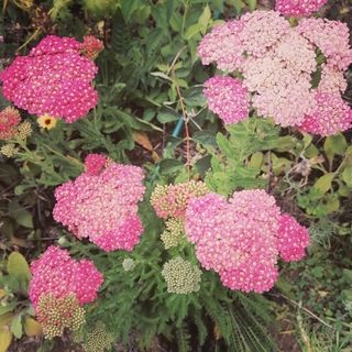 Yarrow (Pink) Plants - Organic
