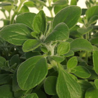 Vicks Herb Plants - Organic
