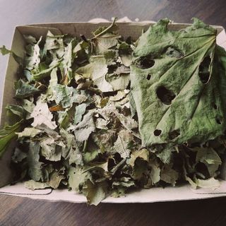 Organic Dried Kawakawa Tea