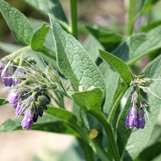 Comfrey Plants