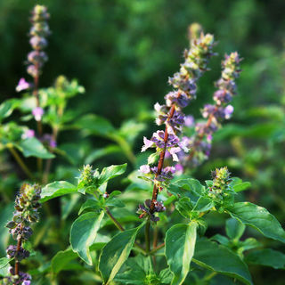 Tulsi Tincture