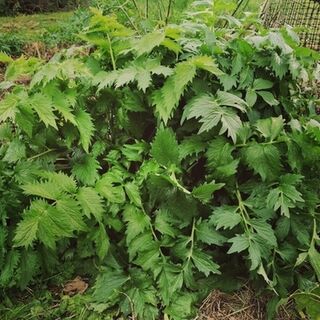 Valerian Tincture