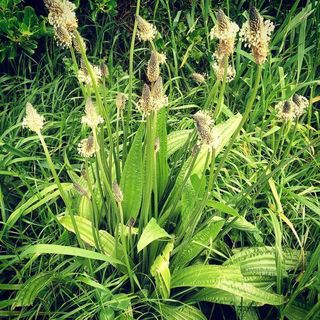 Plantain Tincture