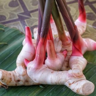 Ginger (Galangal) Plants