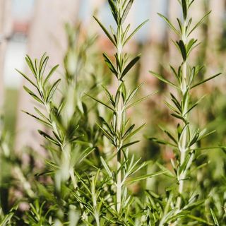 Rosemary Tincture