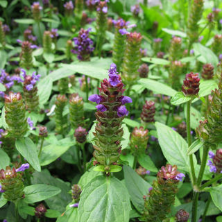 Self-Heal Tincture