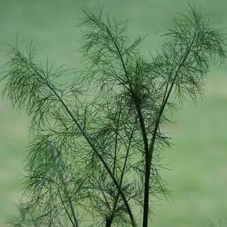 Dill Plants