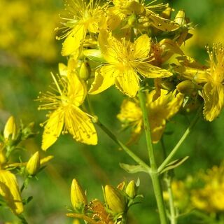 St. John's Wort Tincture