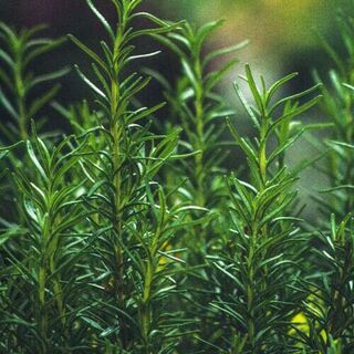 Rosemary plants - organic