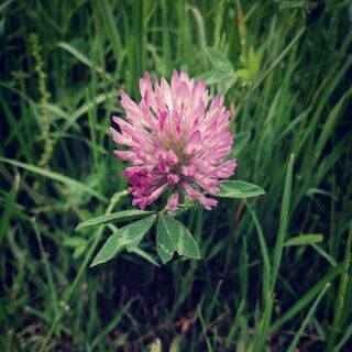 Red Clover Tincture