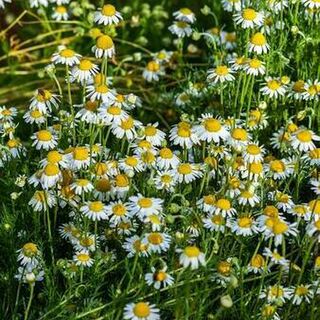 Chamomile Tincture