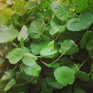 Gotu Kola Tincture