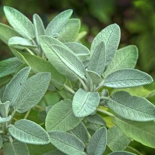 Sage Tincture