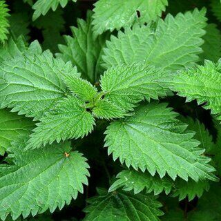 Organic Dried Nettle