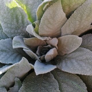 Mullein Extract (Sweet)