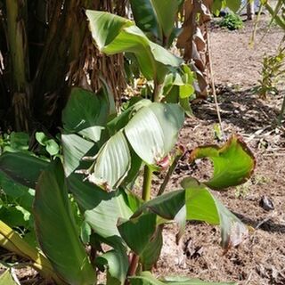 Arrowroot Plants