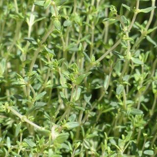 Thyme Plants