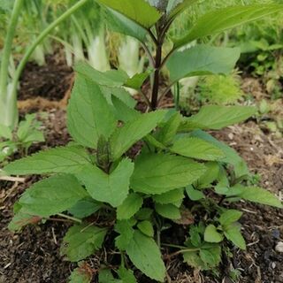 Figwort Plants