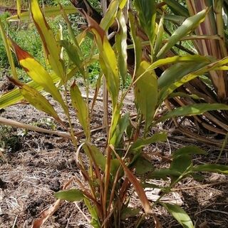 False Cardamom Plants